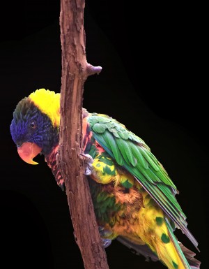 Colorful Bird on branch